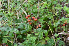 Rosa maximowicziana