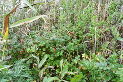 Rosa maximowicziana