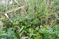 Rosa maximowicziana