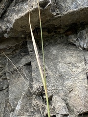 Sporobolus neglectus