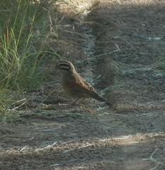 Emberiza capensis reidi