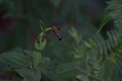 Macroglossum