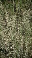 Pogonarthria squarrosa