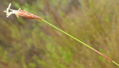 Hypodiscus willdenowia