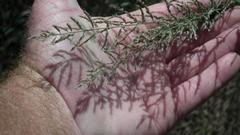 Pogonarthria squarrosa