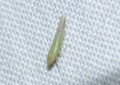 Dikraneura angustata