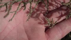 Pogonarthria squarrosa