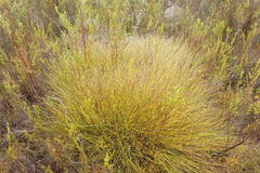 Hypodiscus willdenowia