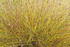 Hypodiscus willdenowia