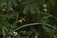 Macroglossum