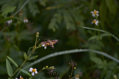 Macroglossum