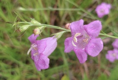 Agalinis heterophylla