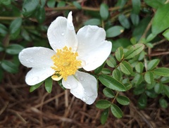 Rosa bracteata