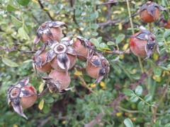 Rosa bracteata