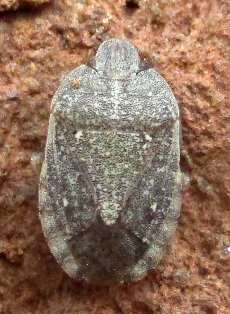 Delegorguella atomaria