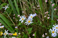 Aster incisus