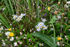 Aster incisus