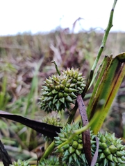 Sparganium erectum erectum