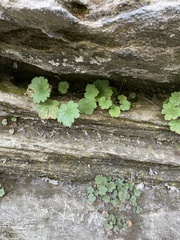Heuchera parviflora saurensis
