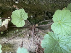 Heuchera parviflora saurensis