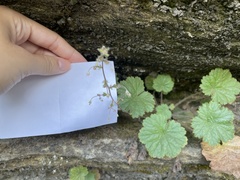 Heuchera parviflora saurensis
