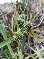 Sparganium erectum erectum