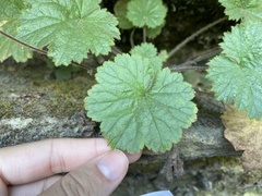 Heuchera parviflora saurensis