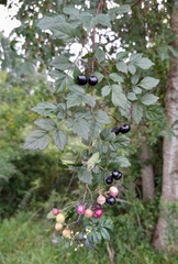 Nekemias arborea