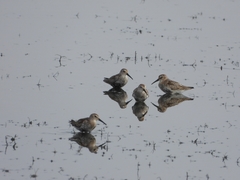 Calidris alpina