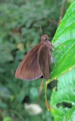 Ancistroides nigrita