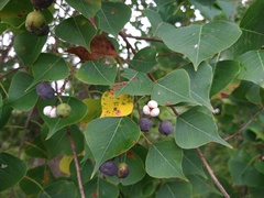 Triadica sebifera
