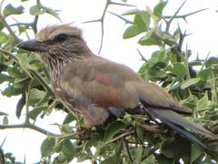 Coracias naevius mosambicus