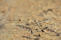 Psammophis lineolatus