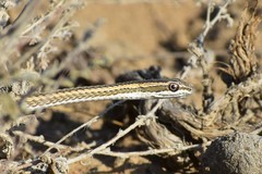 Psammophis lineolatus