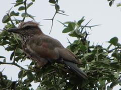 Coracias naevius mosambicus