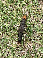 Platydracus mysticus