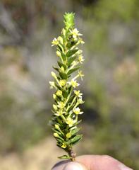Struthiola striata