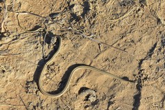 Psammophis lineolatus