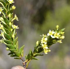Struthiola striata
