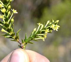 Struthiola striata