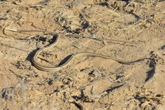 Psammophis lineolatus