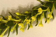 Struthiola striata