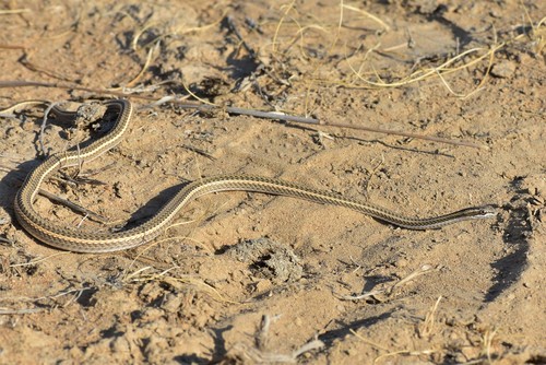 Photo of a Steppe Ribbon Racer (Psammophis lineolatus)