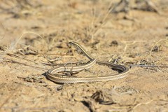 Psammophis lineolatus