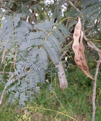 Albizia julibrissin