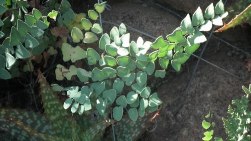 Hard Fern (Pellaea calomelanos)