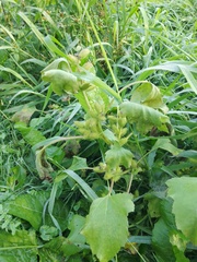 Xanthium orientale riparium