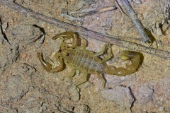 Mesobuthus thersites