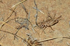Gryllomorpha
