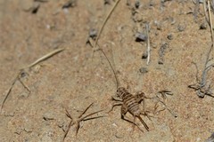 Gryllomorpha